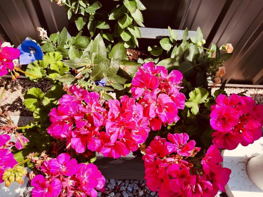 Casa Roman ゾンホーフェン エクステリア 写真